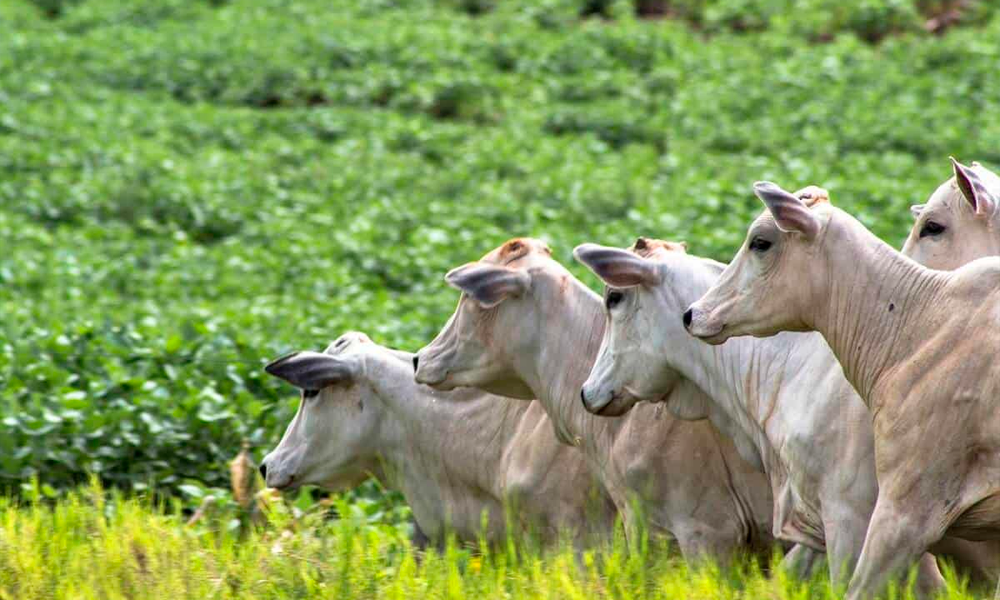 Integração Lavoura-Pecuária: Estratégias para Diversificar e Ampliar os Ganhos na Fazenda