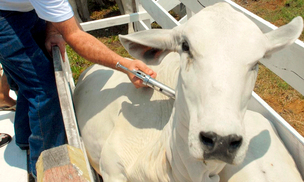 Importância do Manejo Sanitário em Bovinos de Corte: Estratégias para uma Produção Saudável.