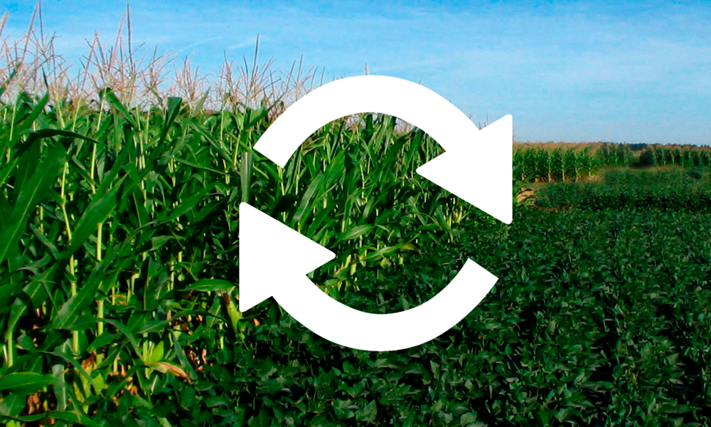 Rotação de Culturas: Benefícios e Práticas para uma Agricultura Sustentável.
